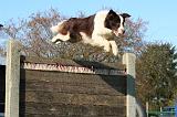 BORDER COLLIE 1448